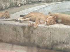 -栾川竹海野生动物园
