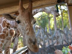 -清迈夜间动物园