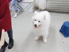 -星多哈·狗咖·拼豆·咖啡