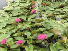 -池杉湖湿地公园