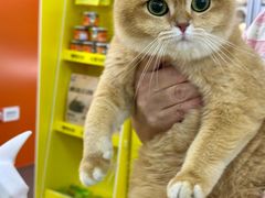 -帕帕拉兹宠物(亚洲旗舰店)