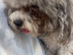-贝康宠物医院·犬猫全科·小动物特色诊疗中心(东环路店)