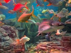 -上海海洋水族馆