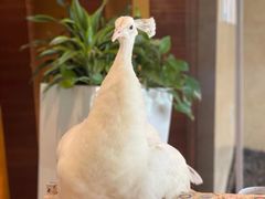 -宁波九龙湖开元度假村