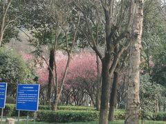 -木塔寺遗址生态公园