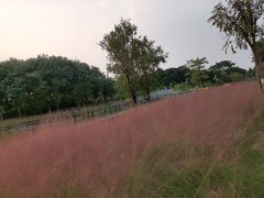-映月湖公园