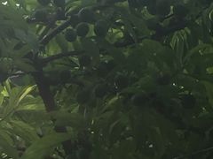 -重庆彩云湖湿地公园