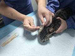 -半岛宠物医院24小时(科华中路店)