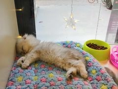 -李小姐の猫咖啡馆(五角场店)