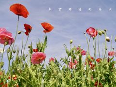 -上海滨江森林公园