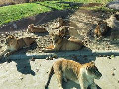 -北京野生动物园