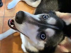 -more than meow吴止猫主题餐厅(承德 中船汇店)