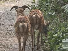 -海南热带野生动植物园
