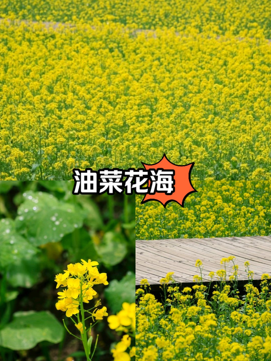 巴滨路油菜花具体位置图片