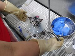-北京观赏动物医院·24小时大型综合·猫专科·异宠专科