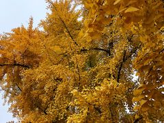 -三里屯东五街银杏大道