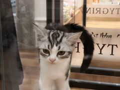 -袖虎·猫馆(体育西路店)