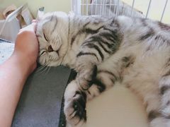 -帕帕拉兹宠物(亚洲旗舰店)