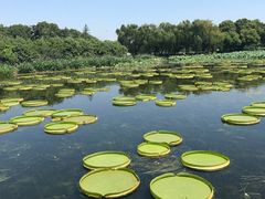 -荷塘月色湿地公园·向阳花洲
