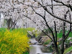 -羊山湖公园