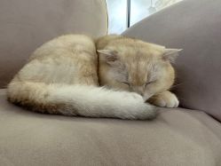 -B.Bridge Couture婚纱礼服(福田店)