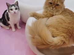 -爪爪喵星球·猫舍(前海卓越店)