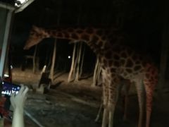 -清迈夜间动物园