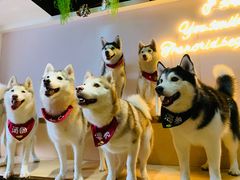 -Husky Go! 哈士奇体验馆·宠物咖啡厅狗咖