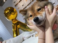 -柴务处·柴犬主题狗咖
