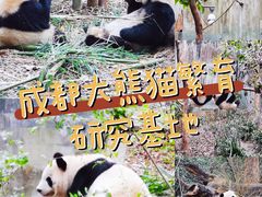 -成都大熊猫繁育研究基地