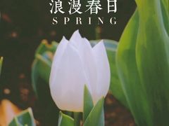 -上海鲜花港