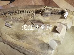 -自贡恐龙博物馆