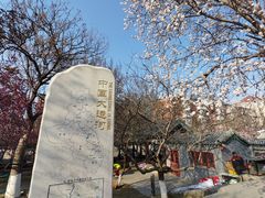 -桃花堤公园