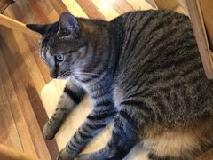 店里的星人-猫的天空之城概念书店(杭州南宋御街店)