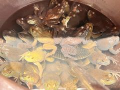-鸽子窝(青塔店)