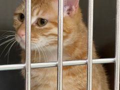 -仁华宠物医院(青羊店)