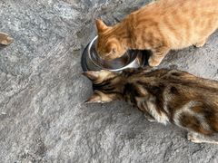 -喵屿·大理花园猫咖