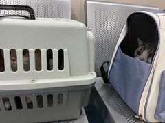 -创凡宠物医院·骨专科  猫科中心(西乡分院)