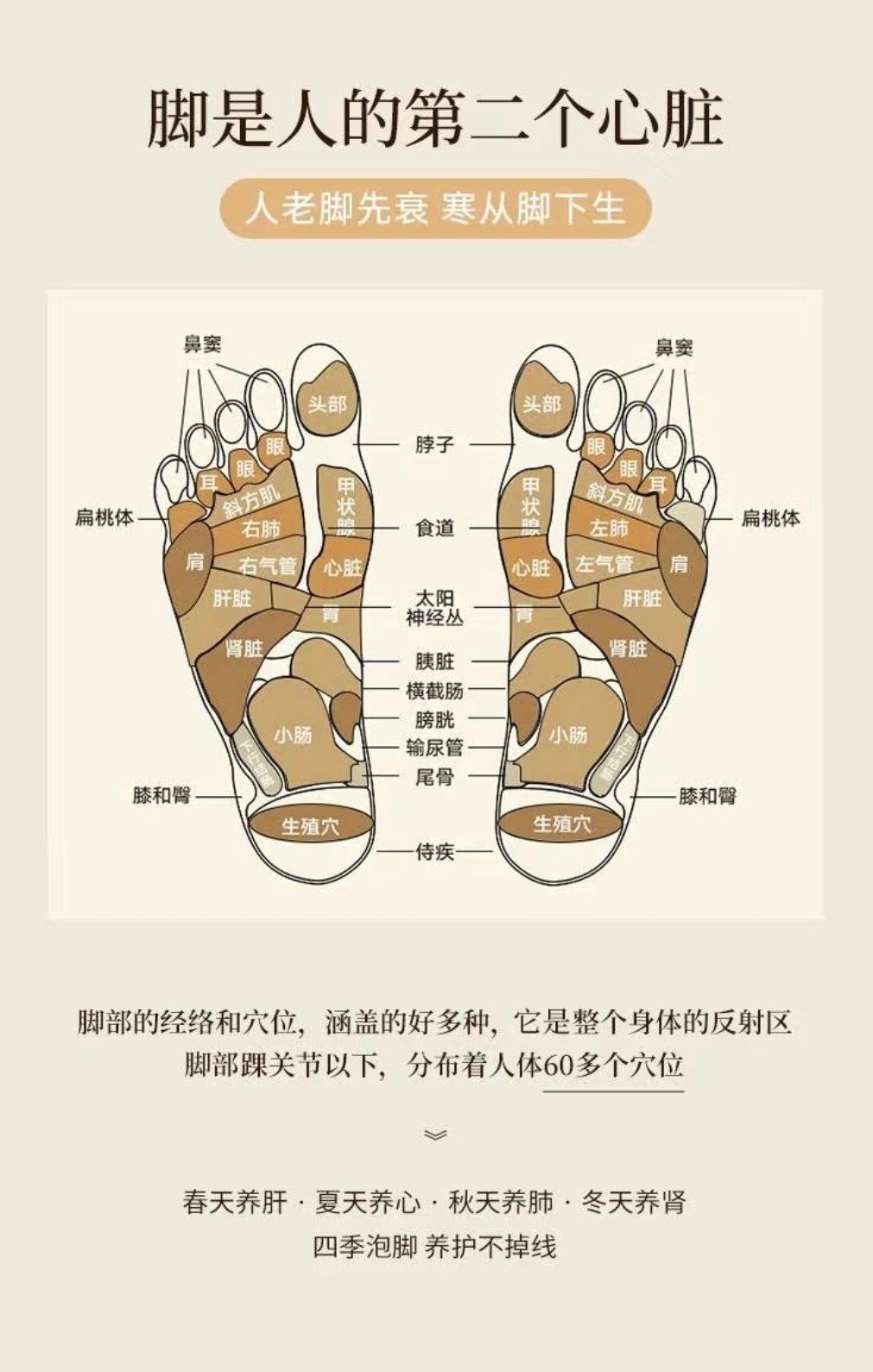 足部分布着人体的6条重要经脉,并且足远离心脏,血液循环最为不畅,尤其