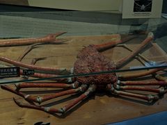 -Behring World of Animals(上海自然博物馆店)