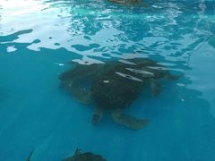 -北戴河圣蓝海洋公园