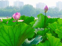 -莲花池公园