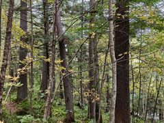 -五营红松林海景区