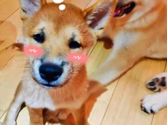 -喜柴咖啡·柴犬狗咖