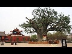 -大槐树寻根祭祖园