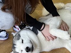 -Husky Go! 哈士奇体验馆·宠物咖啡厅狗咖