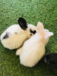 -萌宠亲子动物乐园(槐房万达店)