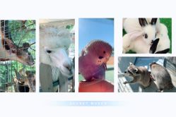 -萌宠亲子动物乐园(槐房万达店)