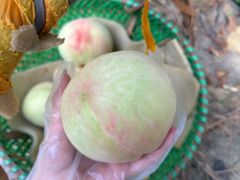 -老袁家蜜桃农场·阳山水蜜桃