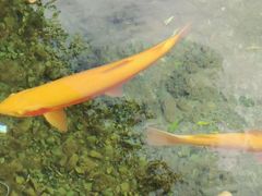 金鳟-玉水寨丽江源餐厅